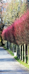 Baumblüte Eingang Botanischer Garten